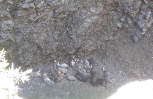 Doludan kaçan hayvanlar uçurumdan yuvarlanıp telef oldular