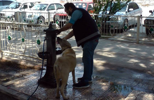 Amasya'da sıcaktan bunalan köpeğe polis şefkati