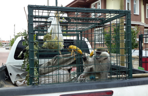 Konya'da maymun bulundu görenler şaştı kaldı