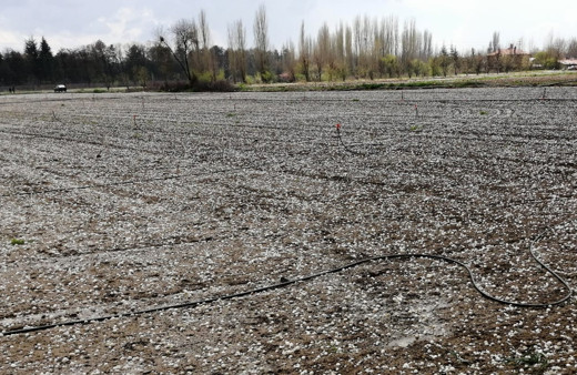 Dolu yüzünden 100 milyon liralık zarar var