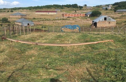 Böylesi ilk kez görüntülendi! Bingöl'de dev yılan