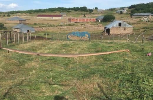 Bingöl’de öldürülen dev yılan görenleri şaşırttı