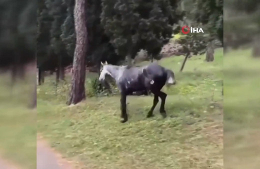 Atın içler acısı hali yürekleri sızlattı