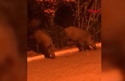 Balıkesir'de aç kalan domuzlar ilçe merkezinde görüntülendi