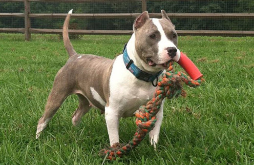 Dünyanın en tehlike köpek cinsi pitbulldan yavru kediye anne şefkati