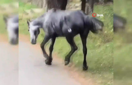 Atın içler acısı hali yürekleri sızlattı