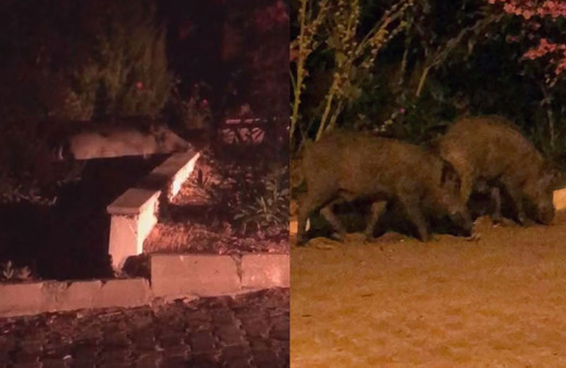 Balıkesir'de aç kalan domuzlar yazlıkçılara dadandı korku dolu anlar kamerada