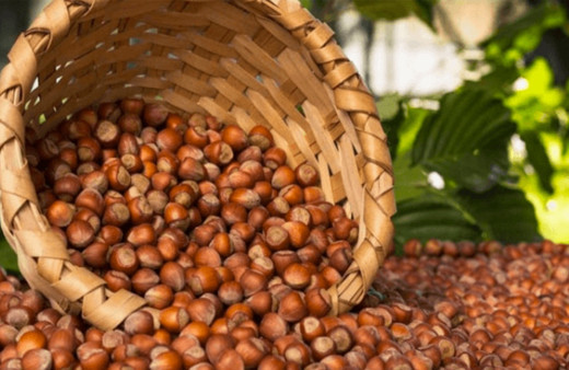 Fındıkta büyük tehlike! Külleme hastalığı yayılıyor