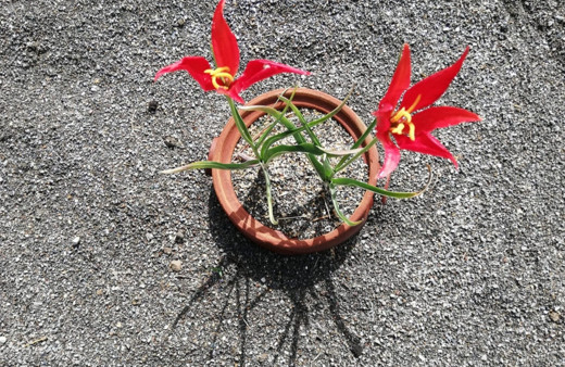Hasret sona erdi yitik lale sılaya geri döndü