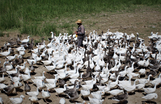 Kömür kazanı imalatından kaz üretimine