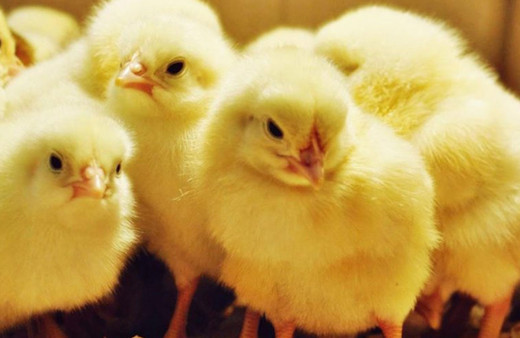 Hayvanseverleri çıldırtan karar! Erkek civcivler ezilerek öldürülecek