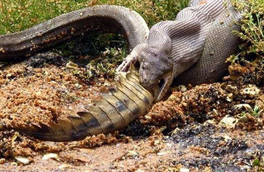 Piton timsahı canlı canlı yedi o anlar böyle kaydedildi