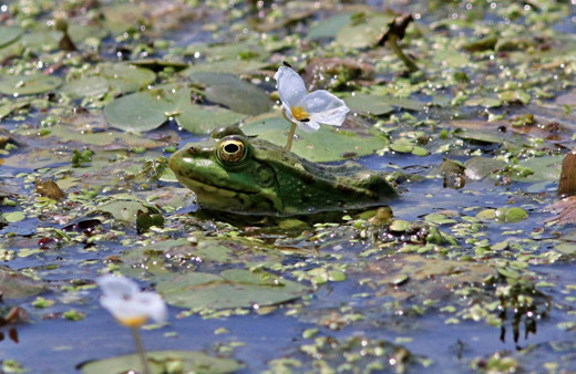 Yeşilırmak Deltası'nda renkli yaşam