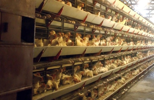 Tavuklara her sabah düzenli dinletiyor günde 150 koli yumurta alıyor!