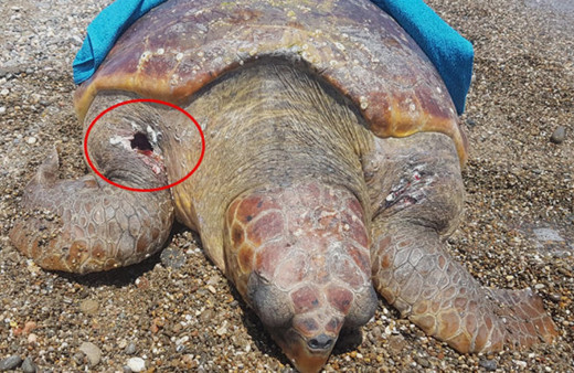 Antalya'da caretta caretta tüfekle vurularak öldürüldü