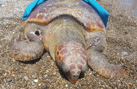 Yok böyle vicdansızlık! Caretta caretta tüfekle vurularak öldürüldü