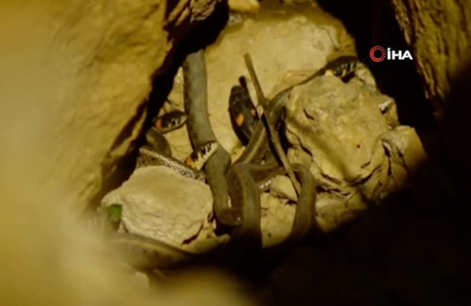 Hakkari'de çekildi! Yılanların çiftleşme ritüelinden şaşırtan görüntüler