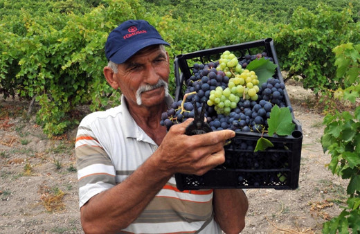 Türkiye'nin ilk üzüm hasadı Tarsus'ta yapıldı