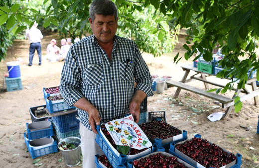 Kiraz ihracatında rekor bekleniyor