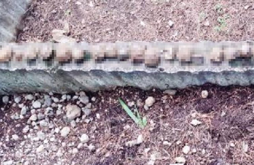 Mezarlıkta esrarengiz olay! 23 kaplumbağa ölüsü dizili haldeydi