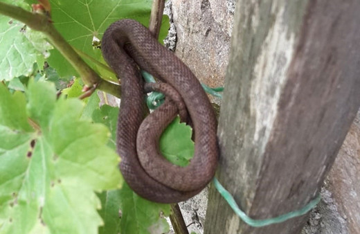 Ordu'da Avusturya yılanı ortaya çıktı görenler şok oldu kaldı