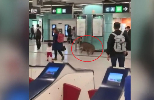 Çin'de metro istasyonuna giren yaban domuzu kadını yaraladı