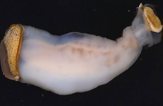 Denizde yaşayan yeni bir tür canlı bulundu! Sindirim sistemi şoke etti