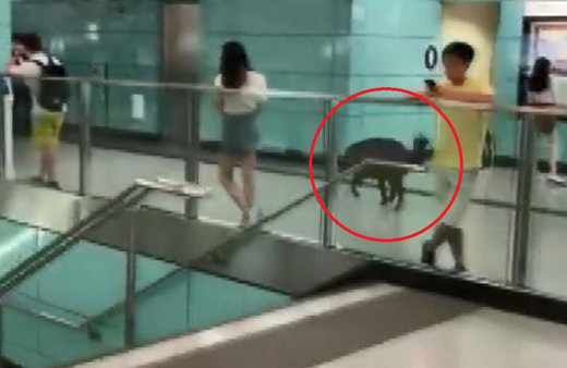 Çin’de metro istasyonuna giren yaban domuzu, kadını yaraladı