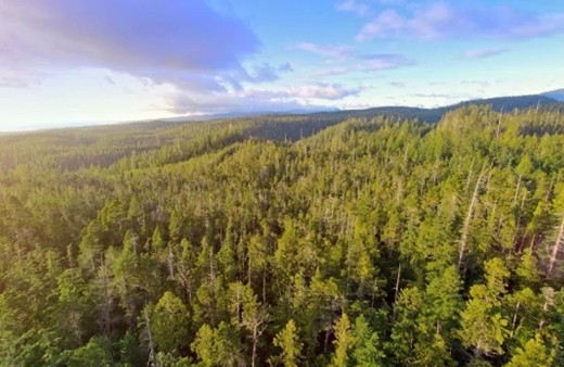 RAFINERI_TURKCELL_DUNYA_CEVRE_GUNU_VIDEO_SAYFALARI_CEVIRDIKCE