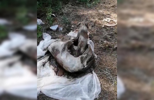 Antalya'da çuval içinde biri ölü iki köpek bulundu