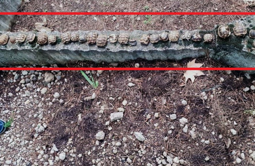 Isparta'da mezarlıktaki kaplumbağaların sırrı çözüldü