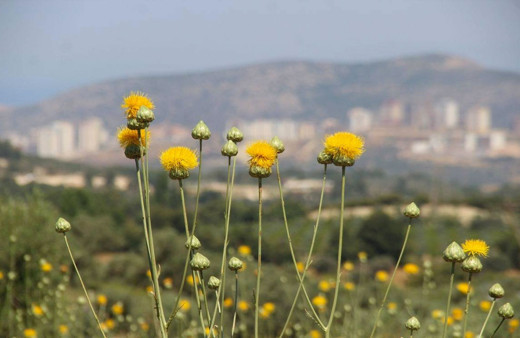 Türkiye'de ender görülen bu bitkiyi koparmanın cezası 50 bin TL