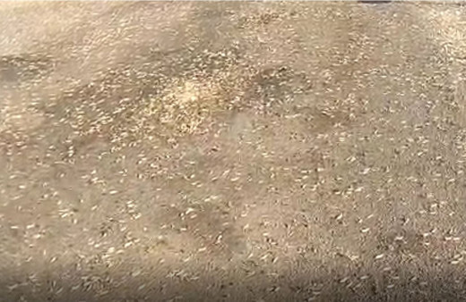 Şanlıurfa'nın Siverek ilçesinde çekirge istilası