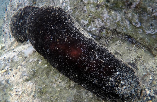 Deniz patlıcanı nedir yenir mi kaç para- deniz hıyarı toplamak yasak mı?