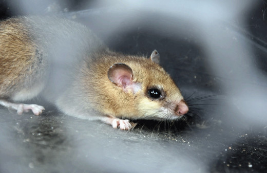 Nesli tükenmekte olan fare türlerinden biri! Bakın hangi ilde görüldü