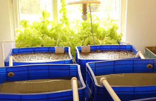 Yüksek lisans öğrencisi sıfır maliyetle balık üretilen suyu alıp marul yetiştirdi