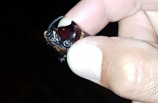 Bingöl'de bir çiftçi buldu dünyanın en güçlü böceği