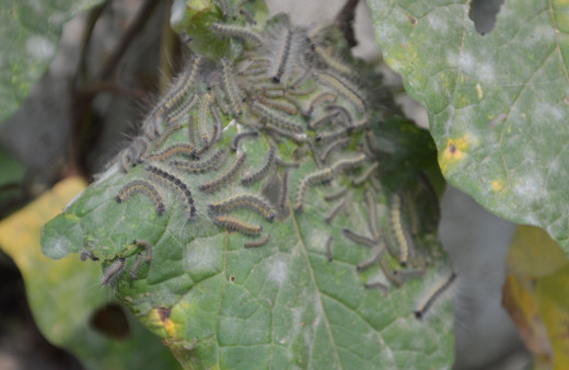 Köylülerin kabusu Amerikan beyaz kelebeği tüm bahçelere zarar veriyor