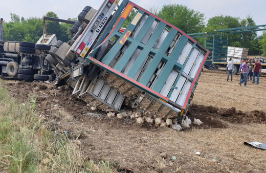 Osmaniye Kadirli'de TIR devrildi 4 bin tavuk telef oldu