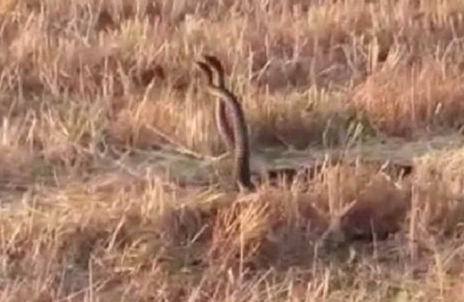 Yılanların çiftleşme dansını görüntülediler