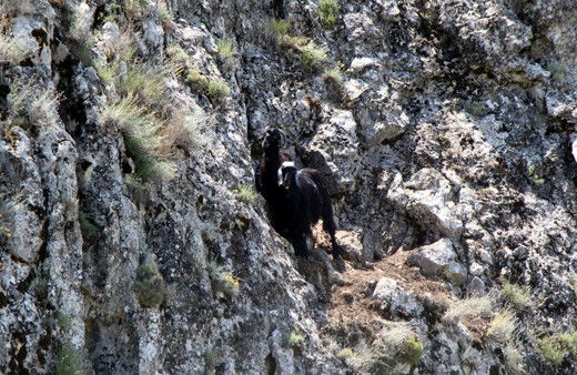 Uçurumda mahsur kalan 2 keçi 5 gündür kurtarılmayı bekliyor