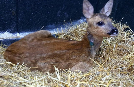 Doğada yaralı bulunan yabani hayvanlar tedavi ediliyor