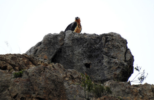 Türkiye'deki 4 akbaba türünden biri!  Sakallı akbaba Gümüşhane'de görüntülendi