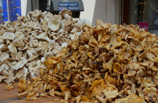 Ordu'da tirmit mantarı sezonu açtı