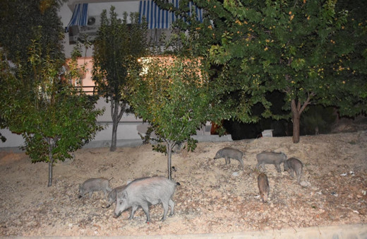 Kuşadası'nda sürü halinde görülmüşlerdi! Nedeni belli oldu