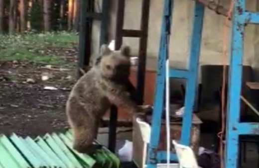 Ayı, inşaat bekçisini çıldırttı: Bak hele hiç beni takıyor mu?