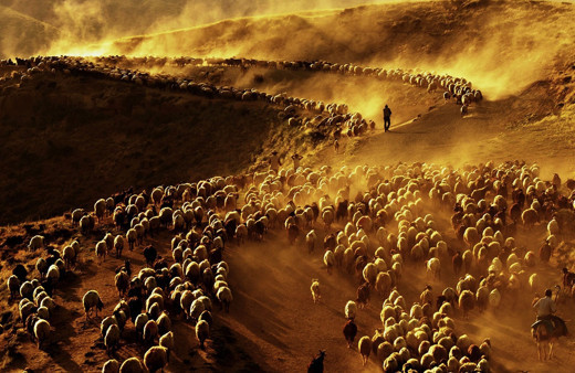 Bitlis'te sürülerin tozlu yolculuğu