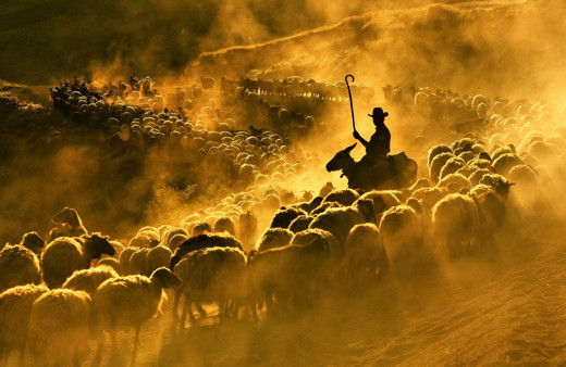Bitlis'te sürülerin Nemrut Dağı eteklerinde tozlu yolculuğu başladı