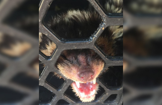 Koruma altındaki alaca sansar Mardin’de görüldü