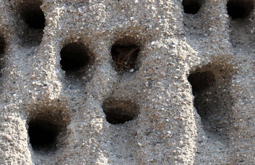 Kırlangıç yuvalarına kıyamadılar zarar etmeyi göze aldılar